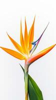 Photo of beautiful Bird of Paradise flower isolated on white background. Generative AI