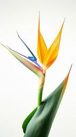 Photo of beautiful Bird of Paradise flower isolated on white background. Generative AI