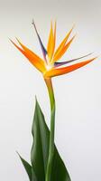 Photo of beautiful Bird of Paradise flower isolated on white background. Generative AI