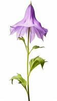 Photo of beautiful Bellflower isolated on white background. Generative AI