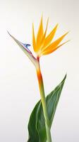 Photo of beautiful Bird of Paradise flower isolated on white background. Generative AI