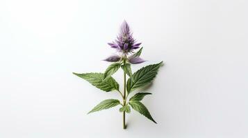 Photo of beautiful Bishop's Weed flower isolated on white background. Generative AI