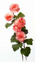 Photo of beautiful Begonia flower isolated on white background. Generative AI