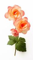 Photo of beautiful Begonia flower isolated on white background. Generative AI