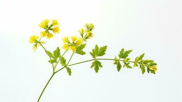 Photo of beautiful Bishop's Weed flower isolated on white background. Generative AI
