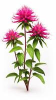 Photo of beautiful Bee Balm flower isolated on white background. Generative AI