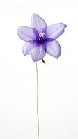 Photo of beautiful Balloon flower isolated on white background. Generative AI