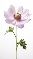 Photo of beautiful Anemone flower isolated on white background. Generative AI