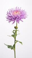 Photo of beautiful Aster flower isolated on white background. Generative AI