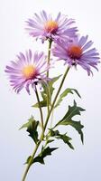 Photo of beautiful Aster flower isolated on white background. Generative AI