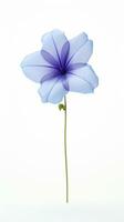 Photo of beautiful Balloon flower isolated on white background. Generative AI