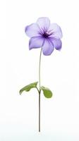 Photo of beautiful Balloon flower isolated on white background. Generative AI