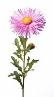 Photo of beautiful Aster flower isolated on white background. Generative AI