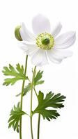 Photo of beautiful Anemone flower isolated on white background. Generative AI
