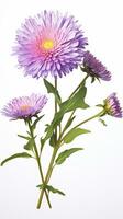 Photo of beautiful Aster flower isolated on white background. Generative AI