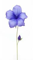 Photo of beautiful Balloon flower isolated on white background. Generative AI