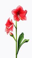 Photo of beautiful Amaryllis flower isolated on white background. Generative AI