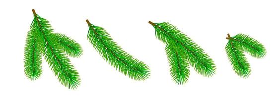 Green fir branch isolated on white background. Traditional Christmas evergreen tree decoration element. Vector