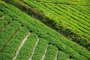 agrícola parcelas en el tierras altas y valles hermosa Fresco verde foto