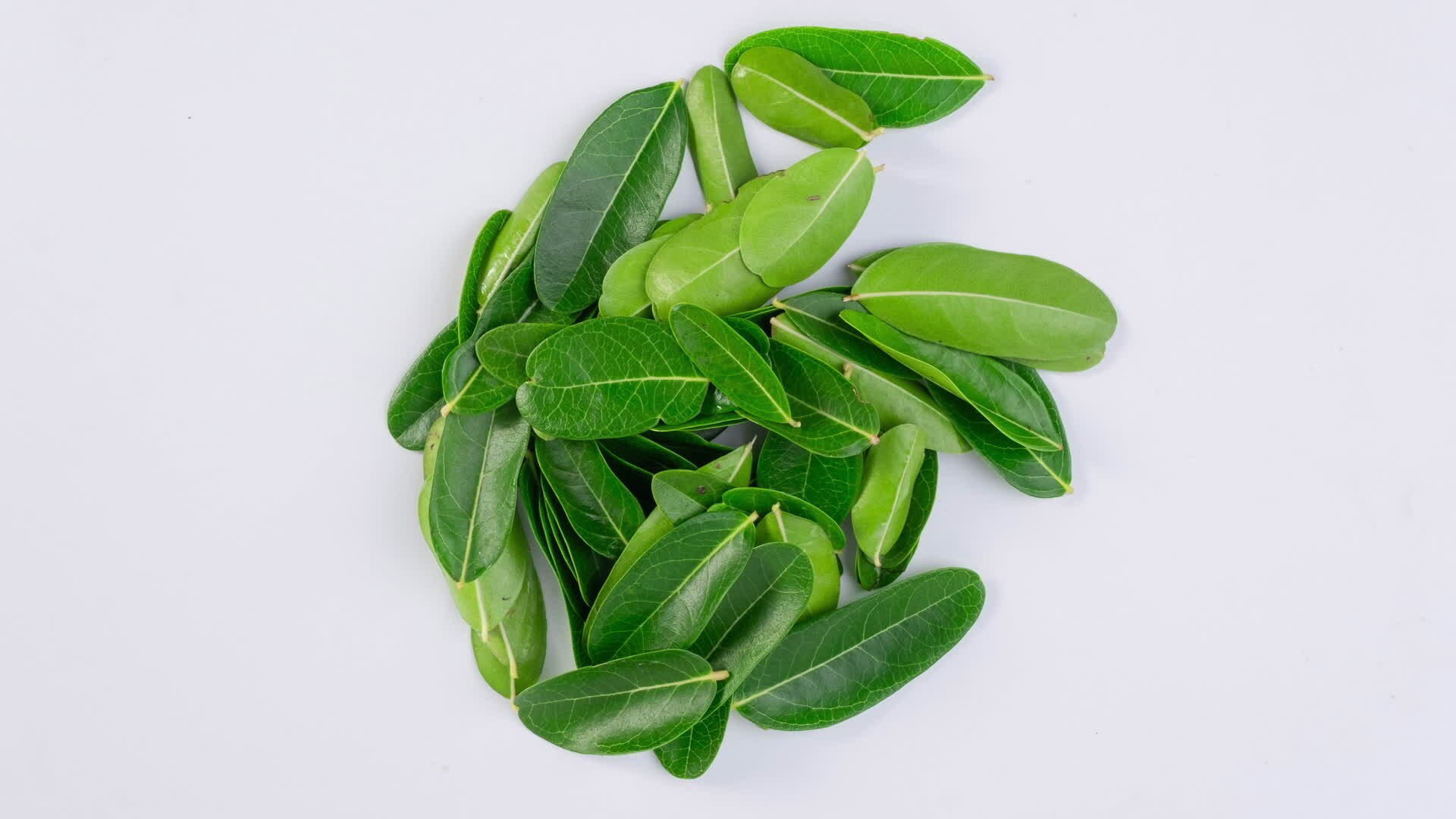 Stop motion green leaf pile of moving tropical plants isolated on white ...