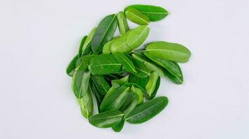 Stop motion green leaf pile of moving tropical plants isolated on white background. video