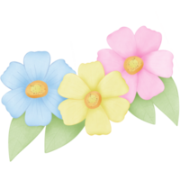 blossom flowers in pastel color png