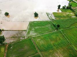 Aerial view from flying drone of Field rice with landscape green pattern nature background, top view field rice photo