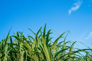 Beautiful green cane tree on blue sky, nature background theme photo