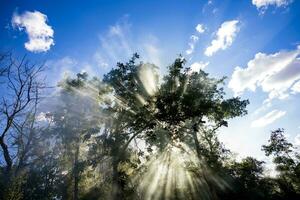 The sun shines through the trees in the haze photo