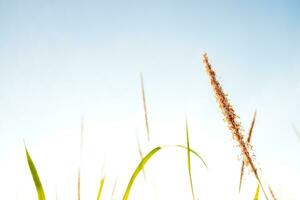 Grass flowers are fresh and beautiful in the morning. photo