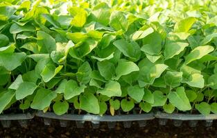 pequeño plántulas en el plantando bandeja para comida propósitos y jardín decoraciones foto