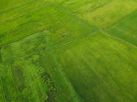 Aerial photograph, Green rice fields in rural areas, Thailand photo