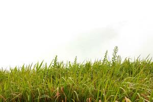 Green grass borders. High green fresh grass isolated on white background. photo