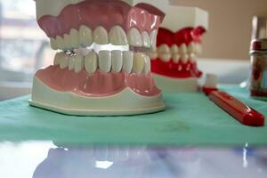 Dentures in dental clinics Dentists use it to communicate with patients. photo