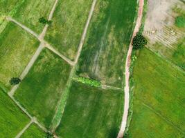 Aerial view from flying drone of Field rice with landscape green pattern nature background, top view field rice photo