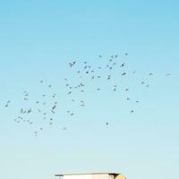 A flock of birds flying in the blue sky photo