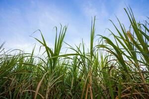 verde caña en brillante azul cielo, naturaleza paisaje antecedentes foto