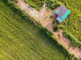 Aerial top view hut in green rice field, View from above, Ecosystem and healthy environment concepts and background. photo