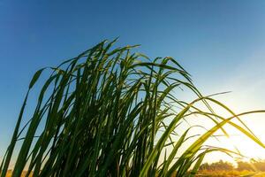 verde arroz arboles en el campos a puesta de sol foto