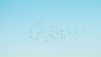 un rebaño de aves volador en el azul cielo foto