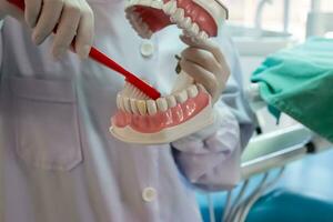 Dentures in dental clinics Dentists use it to communicate with patients. photo