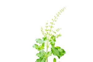 Fresh holy basil with water droplets isolate on white background photo