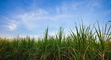 verde caña en brillante azul cielo, naturaleza paisaje antecedentes foto