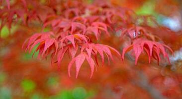 Red maple leaf in garden. photo