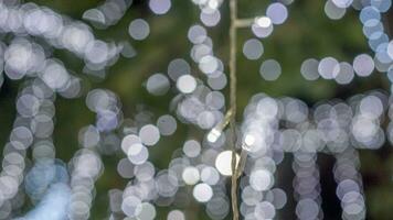 White bokehs  in light garden. photo