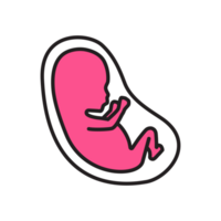 illustration de bébé sur ventre png