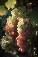 A branch of grapes on tree in the sunlight. art photo