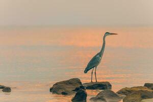 Hunting Heron on sunset background in Maldives. Big bird standing on rocks in shallow water and hunting for fish. Tropical wildlife, animal nature background photo