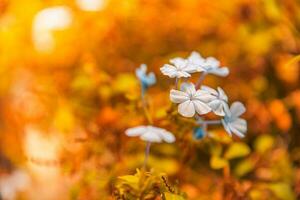 Soft blue blooming flowers in sunset, beautiful closeup. Peaceful nature photo, warm sunset colors, sun rays. Spring summer flowers natural sunlight. Inspirational nature background photo