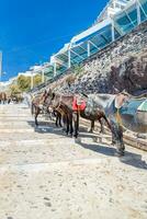 Donkey taxis in Santorini street, Greece. mules on a steep cobblestone path from the town of Fira down to the old port with some tourists walking down the path. photo